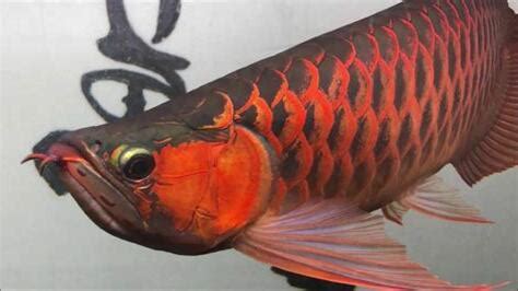 紅龍魚品種|【紅龍品種】紅龍魚圖鑑，揭密絕美品種讓你後悔錯。